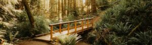 A wooden bridge in the middle of a forest